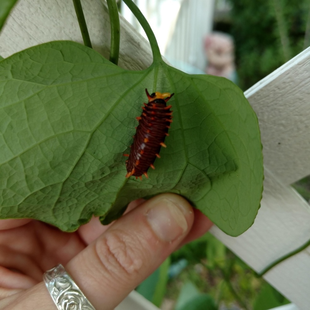 Dutchman's Pipevine Seeds - Butterfly Host Plant - Picture 6 of 8